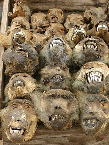 Khỉ đầu chó là loài vật tương đối phổ biến và dễ săn bắt nên xuất hiện khá nhiều tại khu chợ.