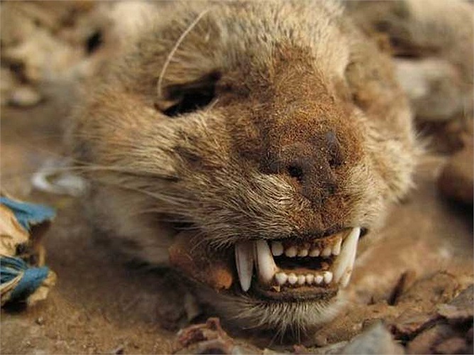 Người ta tin rằng những thầy phù thủy sử dụng các bộ phận cơ thể động vật kết hợp với các loại bùa chú, thần chú kỳ lạ khác…