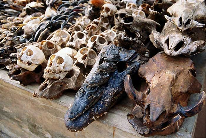 Trong đó hầu hết là các bộ phận cơ thể của các loài động vật hoang dã như là hộp sọ…