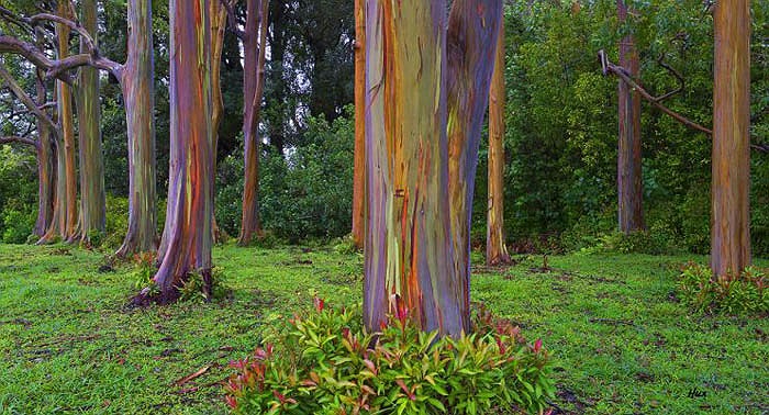 Từng gam màu lại sắc nét và láng bóng như ai đó vừa phết lên chúng một lớp sơn dầu mới coóng.