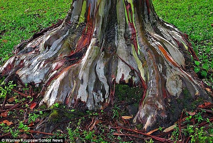 Chúng đan xen, hòa quyện với nhau tạo thành một tác phẩm hội họa trừu tượng.