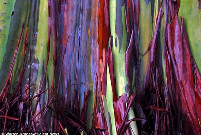 Bạch đàn cầu vòng là một trong những loài cây có chiều cao nhất thế giới. Chúng đạt tới hơn 75m khi trưởng thành. 