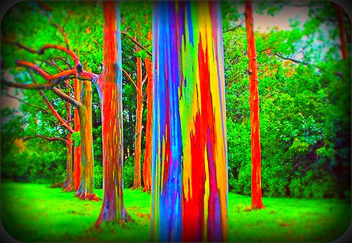 Thậm chí, những cây sinh trưởng ở môi trường thuận lợn, có thể cao tới 100m.