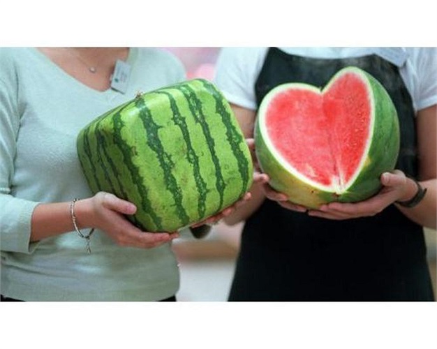 Nhận thấy dưa hấu tròn không thuận tiện khi cất giữ trong tủ lạnh, nông dân Nhật Bản đã tạo ra quả dưa hấu vuông. Giá bán 150 USD – 250 USD/quả