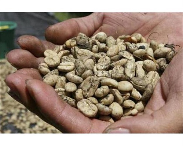 Ai có thể nghĩ phân của chồn làm cho cà phê có hương vị ngon hơn. Nhưng người Indonesia đã tao ra cà phê chồn Luwak.Loại cà phê này khởi nguồn từ Java và Sumatra với giá bán có thể lên đến 65 USD/tách