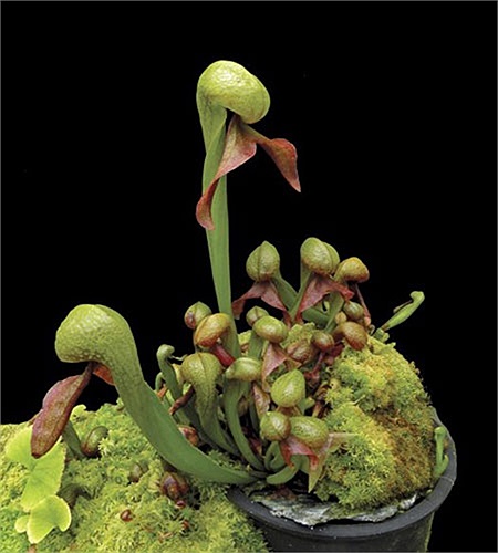 Cây rắn hổ mang. Darlingtonia californica còn gọi là cây nắp ấm California, rắn hổ mang hoa huệ, là một loài thực vật ăn thịt, thành viên duy nhất của chi Darlingtonia trong gia đình Sarraceniaceae. Nó có nguồn gốc ở miền Bắc California và Oregon, ph