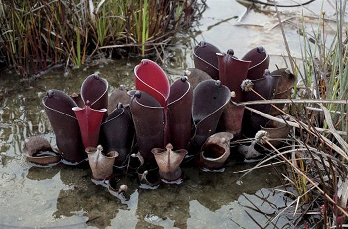 Các loài Heliamphora được gọi chung là cây nắp ấm mặt trời, do quan niệm sai lầm rằng các Heli của Heliamphora là từ tiếng Hy Lạp Helios, có nghĩa là 'mặt trời'. Trong thực tế, tên này bắt nguồn từ helos, có nghĩa là đầm lầy, do đó, tên khoa học củ