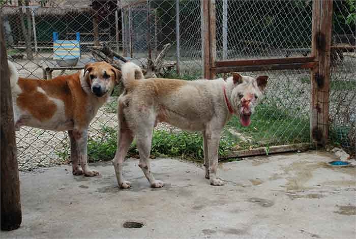 Khối u CTVT (khối u hoa liễu ở chó) : Đây là một khối u dạng mô bào có thể lây truyền giữa các con chó qua giao hợp. Khối u này ảnh hưởng chủ yếu ở bên ngoài cơ quan sinh dục của chó. 