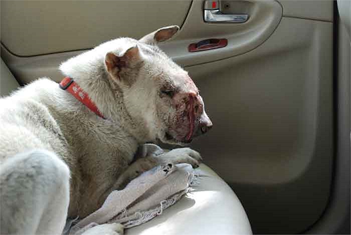 Mỗi tế bào của khối u hoa liễu ở chó đều là một dạng kí sinh trùng, khối u phát triển bằng cách mỗi tế bào trong đó hút lấy chất dinh dưỡng từ các vật chủ. 