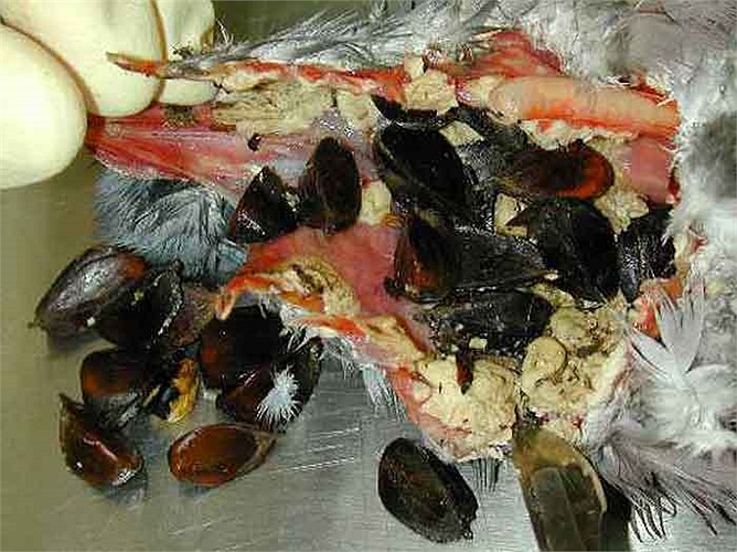 Những tổn thương này đã gây cản trở cho việc săn mồi và ăn thức ăn của các loài chim. Cuối cùng gây ra cái chết cho những con chim. 