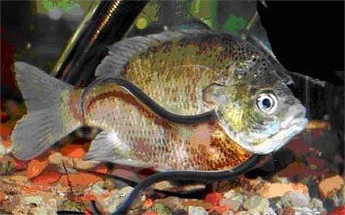 Những con cá Candiru này thường bất thần lao thẳng vào khe mang của những loài cá khác, cắn vào động mạch chủ của nạn nhân bằng những chiếc răng nhọn như kim, sau đó thản nhiên hút máu. 