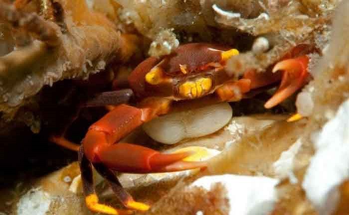 Loài kí sinh trùng Sacculina này phát triển nhanh về số lượng và gây cản trở các hoạt động của con cua. Chúng hút vitamin và các chất dinh dưỡng từ cơ thể con cua làm cho nó ngày càng gầy, yếu sau cùng sẽ chết. 