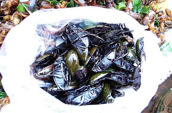 Gián chiên ở Campuchia.