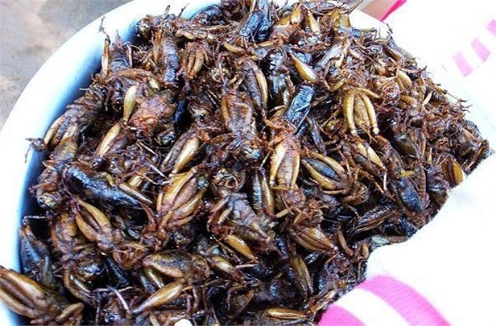 Dế chiên ở Trung Quốc.