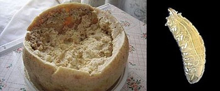 Dòi pho mát ở Ý.