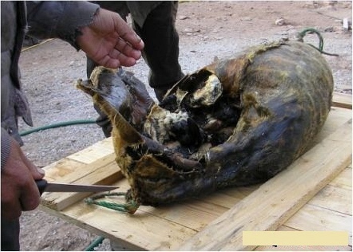 Món Kiviaq ở Đan Mạch, chim chết nhồi vào bụng hải cẩu để lên men.