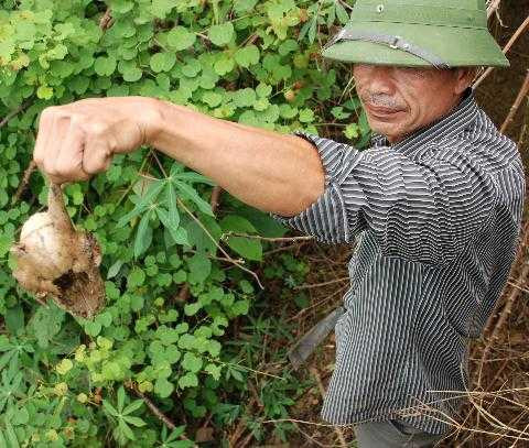 đối mặt với hổ