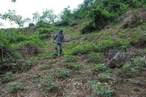 đối mặt với hổ