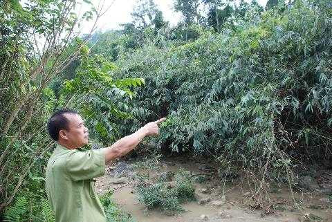 đối mặt với hổ