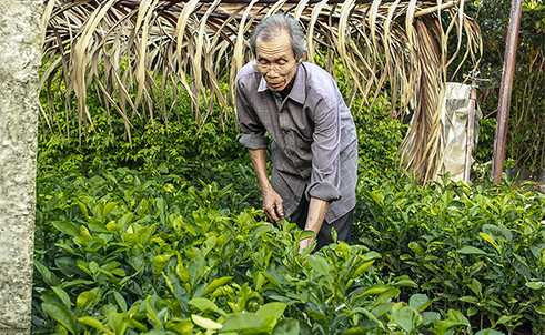 Ông Đặng Văn Rô được mệnh danh là "vua bưởi da xanh Việt Nam"