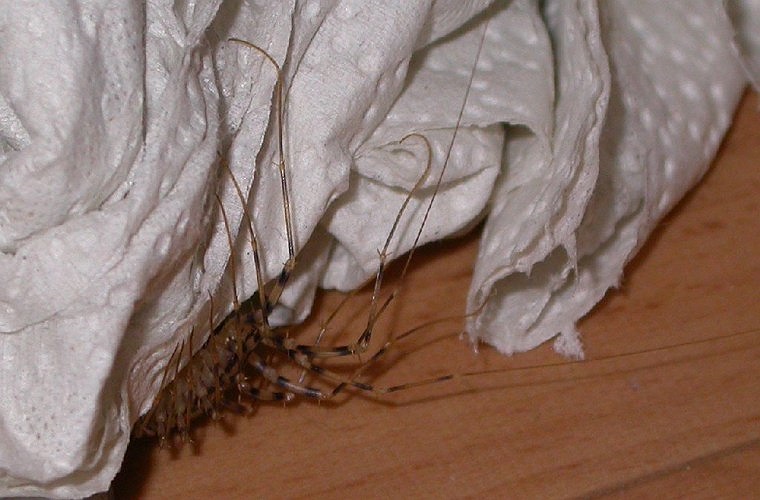 Rết nhà (Scutigera coleoptrata). Loài này có xuất xứ từ vùng Địa Trung Hải và nó giờ là một trong những loại rết phổ biến khắp thế giới. Hãy cẩn thận khi nhìn thấy loài rết này, đặc biệt là những người có phản ứng với loại độc mà nó tiết ra, bởi vết 