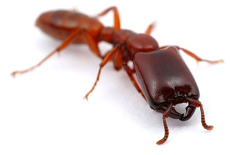 Siafu (Dorylus). Loài này khá giống với kiến lửa. Siafu sống ở phía đông và trung Phi, cũng như một số khu vực ở châu Á. Trong một đàn kiến có khoảng 20 triệu con, có một nhóm kiến được gọi là kiến lính. Những con kiến này có thể cắn và giết chết con