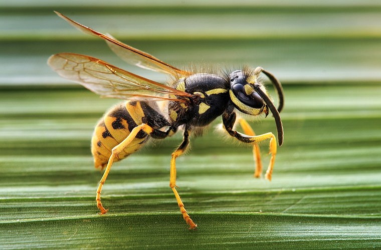 Ong bắp cày và ong (Vespula germanica/Apis mellifera). Với những người bị dị ứng với vết cắn của ong bắp cày và ong, vết cắn của nó có thể khiến bạn phát ban, thở khò khè, da nhợt nhạt, đôi khi bất tỉnh và thậm chí tử vong.