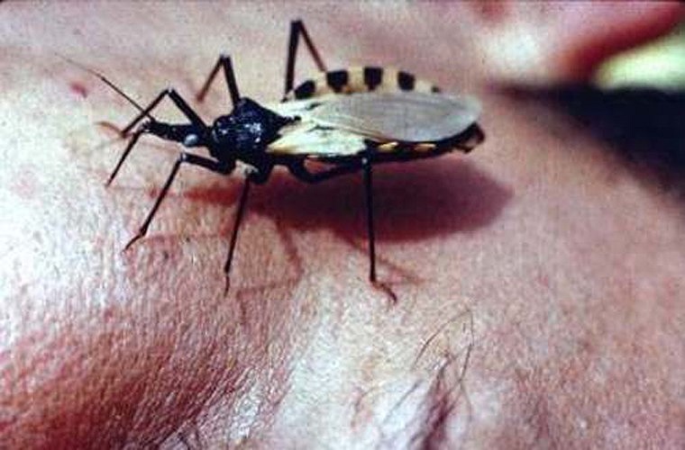 Bọ hôn (Triatomines). Loài này được Charles Darwin phát hiện ra từ thế kỷ 19. Có khoảng 138 loài bọ hôn này. Chúng được biết đến như là vật chủ của loài ký sinh Trypanosoma cruzi, loài ký sinh có thể gây chết người. Chúng sống bằng máu của động vật 