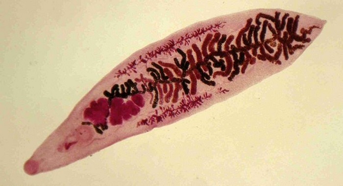 Sâu điều khiển trí não, thực chất là loài kí sinh gây rối loạn não bộ của vật chủ khiến chúng có những hành động vô thức