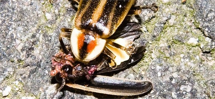 Chúng giết những nạn nhân xấu số rất nhanh chóng và ăn thịt trước khi con đực nhận ra mình bị lừa