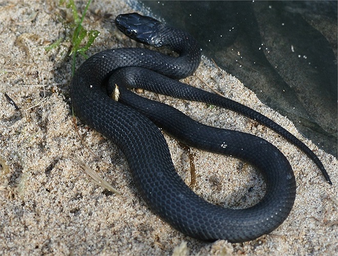 Rắn cỏ là loài không có nọc độc và gần như vô hại với con người, nhưng đối với các động vật gặm nhấm thì chúng là một sát thủ vô cùng dã man