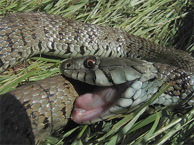 Khác với rắn độc, con mồi của rắn cỏ không có may mắn được chết trước khi bị ăn, chúng vẫn còn sống cho đến khi chết ngạt bên trong dạ dày của loài rắn này