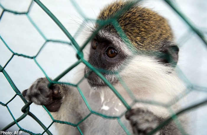 Óc khỉ. Theo một báo cáo y học gần đây, trong óc khỉ có chứa một chất được gọi là Varian Creutzfeldt-Jakob. Ăn món óc này có thể khiến não của con người trở nên mềm xốp hơn, dẫn đến cái chết.