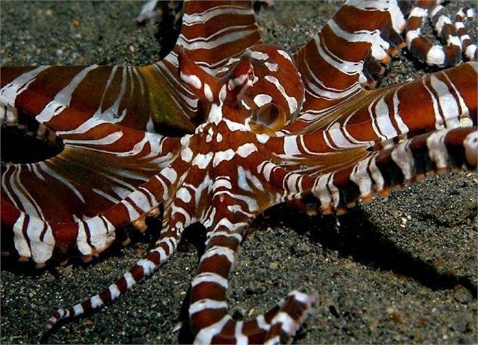 Bạch tuộc ăn thịt Wunderpus, một trong những sát thủ đáng gờm ở bờ biển Philipines