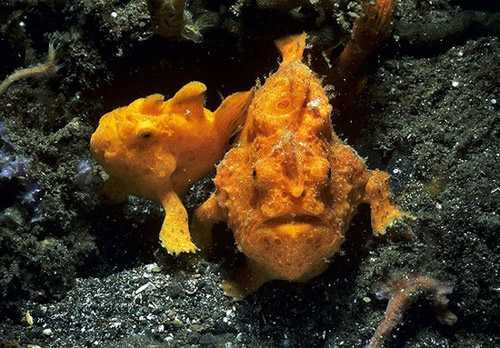 Cá Frogfishes