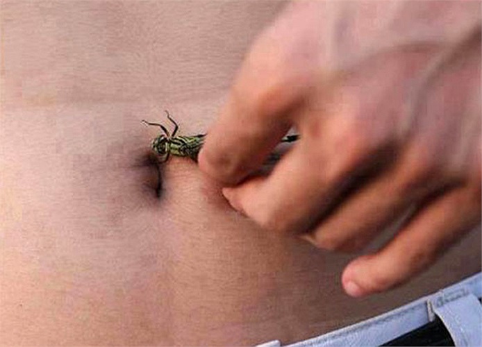 Cho chuồn chuồn cắn rốn để biết bơi