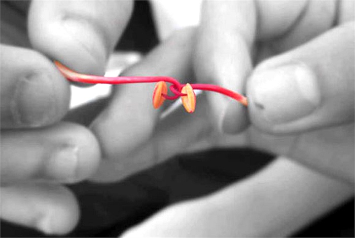 Nhụy hoa phượng làm móc câu để chọi nhau