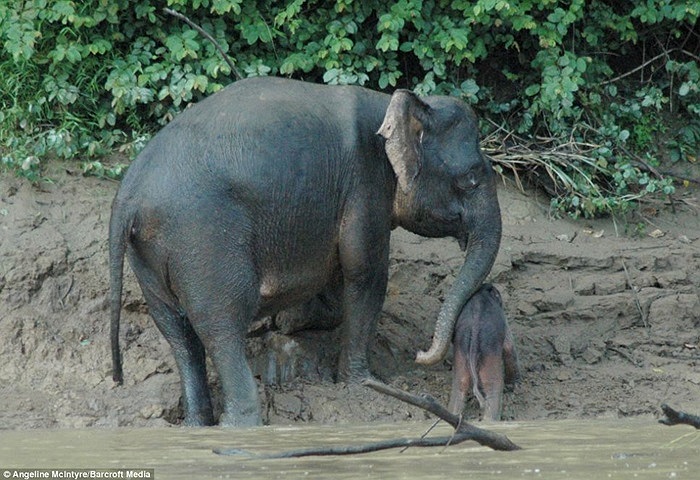 Voi mẹ dùng vòi của mình cố đẩy voi con lên bờ