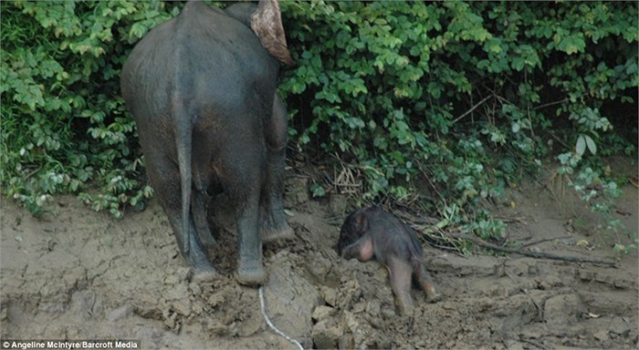 Voi con kiệt sức sau khi cố ngoi lên bờ cùng voi mẹ