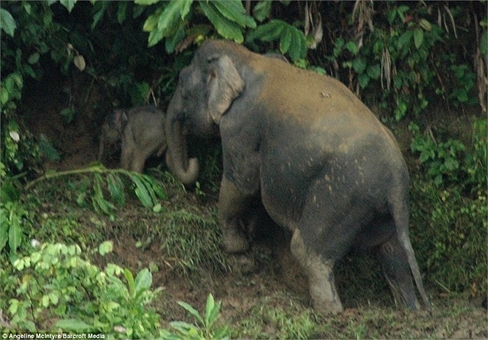 Voi mẹ đi sau để bảo vệ voi con