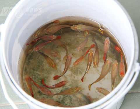 Đà Nẵng, ổ cá độ, nổ súng, triệt phá, sới bạc