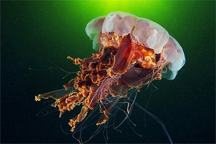 Chúng là một trong những loài sứa cực độc, sẵn sàng dùng các xúc tu phun nọc độc để tấn công kẻ thù.