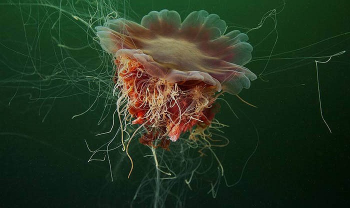 Tuy không đủ để làm chết người nhưng nọc độc của chúng khiến con người tê dại cả ngày nếu chạm phải.