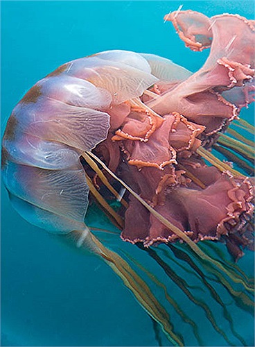 Tuy nhiên, con người có thể mất mạng nếu bị dính nọc độc của chúng khi đang bơi dưới biển sâu và không được cấp cứu kịp thời. 