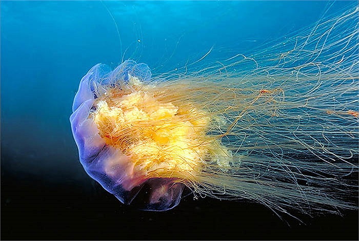 “Mặc dù đã được trang bị bộ đồ bơi rất kỹ càng, nhưng con sứa vẫn phun được chất độc vào mặt, làm môi tôi tê cứng và không thể nói chuyện được trong một giờ đồng hồ”, Alexander Semenov kể lại.