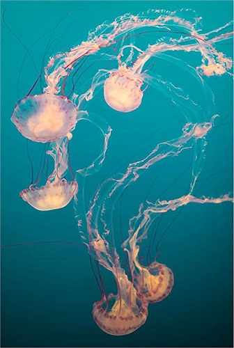 Sứa bờm tư tử cũng là kẻ rất phàm ăn. Nó có thể nuốt chửng 5 – 6 con sứa trăng đang sống ngoe nguẩy cùng lúc.