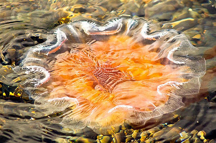 Sứa bờm sư tử khi trưởng thành có thể đạt đường kính 2,3m và chiều dài xúc tu lên tới 37m.