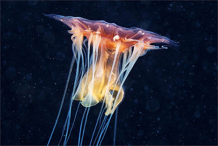 Các màu sắc cùng đan xen, hòa quyện, khiến sứa bờm sư tử chẳng khác gì một đóa hoa rực rỡ, nơi biển cả lạnh lẽo.