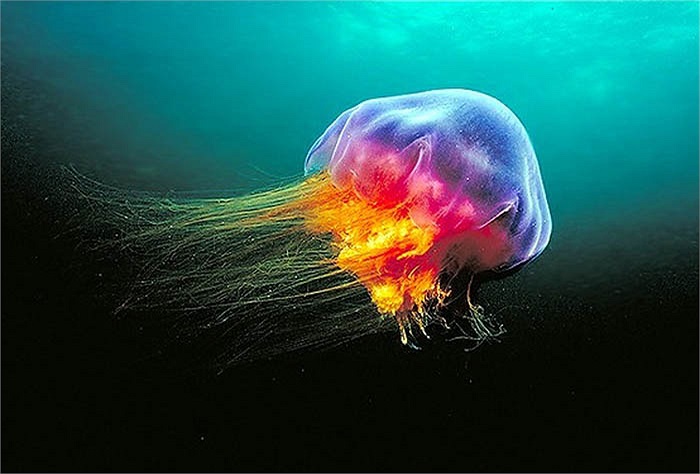 “Nàng” chẳng khác gì vũ công chuyên nghiệp nơi biển cả.