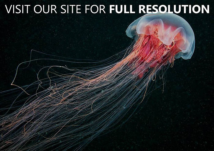 Nhà khoa học Alexander Semenov cho biết, là một thợ lặn chuyên nghiệp và cũng là một nhiếp ảnh gia, nhưng ông chỉ may mắn chụp được loài sứa này 2 lần trong 10 làm nghề.